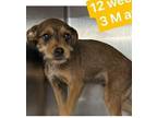 Chickweed Jack Russell Terrier Puppy Male