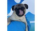 Pugsly Pug Adult Male