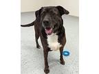 Khloe Labrador Retriever Adult Female