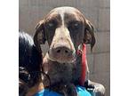 Darlin German Shorthaired Pointer Adult Female