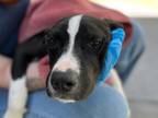 Snazzy Boxer Puppy Female