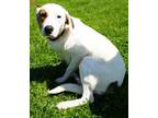 Daisy(BONDED W DARLA) Hound (Unknown Type) Adult Female