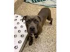 Bonnie American Pit Bull Terrier Puppy Female