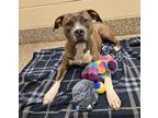Flounder American Pit Bull Terrier Adult Male