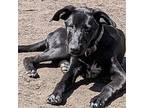 Dobby Labrador Retriever Young Female