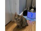 Lily Domestic Mediumhair Kitten Female