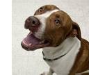 Derek American Pit Bull Terrier Adult Male