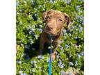 Appa Puppy Male