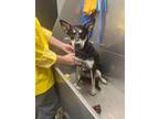 Boo American Pit Bull Terrier Puppy Female