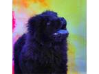 Adopt Terk JuM* a Chow Chow