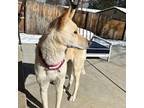 Ava Husky Adult Female