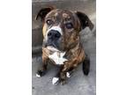 Reese Mountain Cur Adult Female