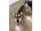 Mike American Pit Bull Terrier Puppy Male