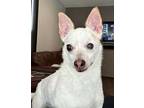 Diesel Chihuahua Adult Male