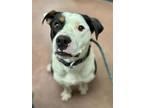 Lloyd American Pit Bull Terrier Young Male