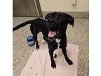 Batman American Pit Bull Terrier Adult Male