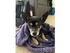 Capone - IN FOSTER Mixed Breed (Small) Senior Male