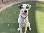 Glowstick Australian Shepherd Adult Female