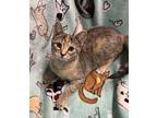 Mimi Domestic Shorthair Kitten Female