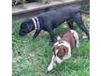 Jack American Pit Bull Terrier Adult Male