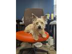 Snoopy Yorkie, Yorkshire Terrier Senior Male