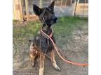 Ash German Shepherd Dog Senior Male