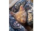 Jenga Domestic Shorthair Kitten Female