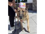 Maya German Shepherd Dog Adult Female