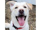 Gus Labrador Retriever Young Male