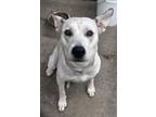 Sweet Girl Labrador Retriever Adult Female
