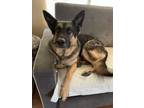 Adopt Ramsey a German Shepherd Dog