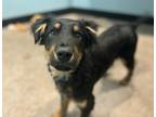 Payton Australian Shepherd Puppy Male