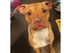 Gingey American Pit Bull Terrier Adult Male