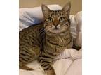 Handsome Scottie Domestic Shorthair Young Male