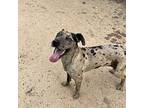 Florida Catahoula Leopard Dog Senior Female