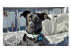 Adopt Frankie a Labrador Retriever, Collie