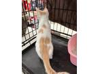 Creamsicle Domestic Shorthair Kitten Male