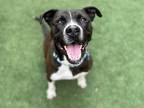 Ryker American Pit Bull Terrier Senior Male