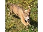 Marley Basset Hound Young Female