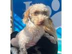 Lucky Poodle (Miniature) Young Male