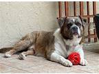 Z COURTESY POST Brutus American Bulldog Adult Male