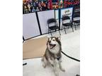 Amber OS Husky Adult Female