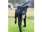 Billy Joe Retriever (Unknown Type) Young Male