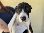 Ziggy Boxer Puppy Male