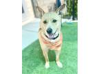 Adopt MELLOW a Labrador Retriever