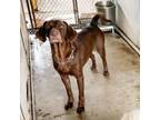Adopt Fiddle a Chocolate Labrador Retriever