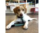 Adopt Willy a Australian Shepherd, Labrador Retriever