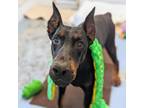 Adopt 7716 Bolo - I'm a SSNAP Dog a Doberman Pinscher