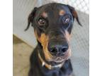 Adopt 7796 Gibby - I'm a SSNAP Dog a Doberman Pinscher