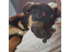 Adopt Bobo a German Shepherd Dog, Mixed Breed